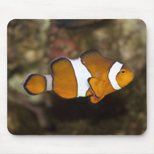 Tapis De Souris Ocellaris Clownfish (Devant)