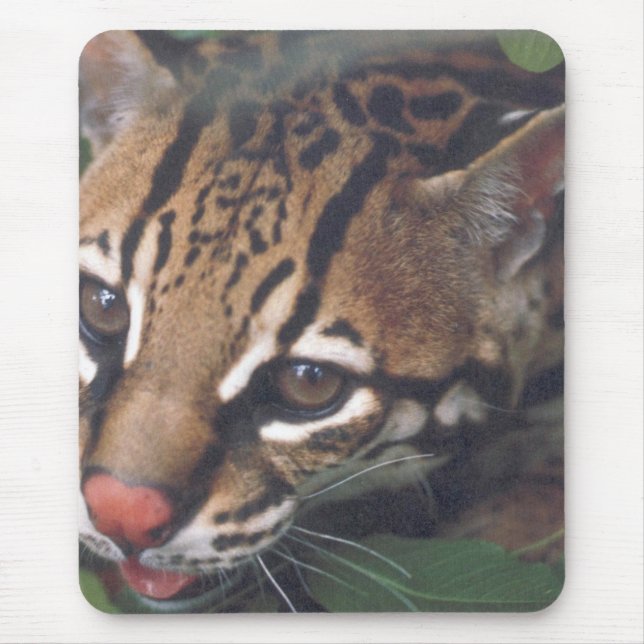 TAPIS DE SOURIS OCELOT (Devant)