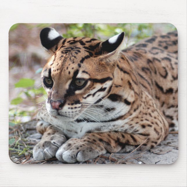 Tapis De Souris Ocelot 02 9x9 (Devant)