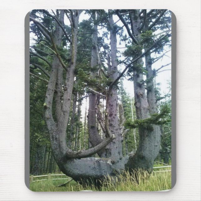 Tapis De Souris Octopus Tree, Cape Meares, Oregon (Devant)