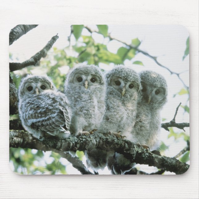 Tapis De Souris OEufs d'urale. Ikeda-machi, Hokkaido, Japon (Devant)