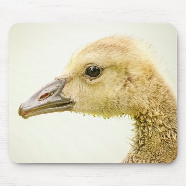 Tapis De Souris Oie canadienne (Gosling) (Devant)