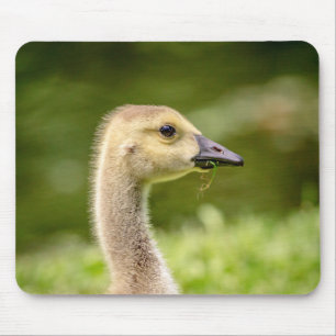 Tapis De Souris Oie canadienne (Gosling)