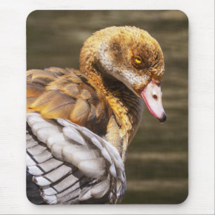 Tapis De Souris Oie Égyptienne Gros Plan Faune Oiseau Nature Art