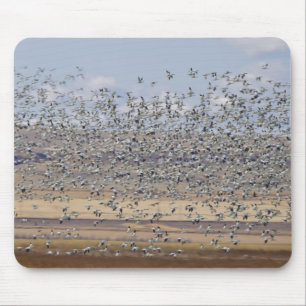 Tapis De Souris Oies des neiges pendant la migration printanière