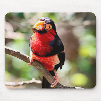 Tapis De Souris Oiseau Barbet à poils Mousepad