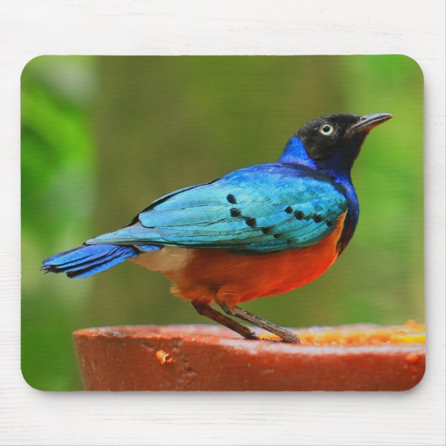 Tapis De Souris Oiseau bleu Mousepad (Devant)