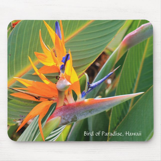 Tapis De Souris Oiseau hawaïen du Paradis (Devant)