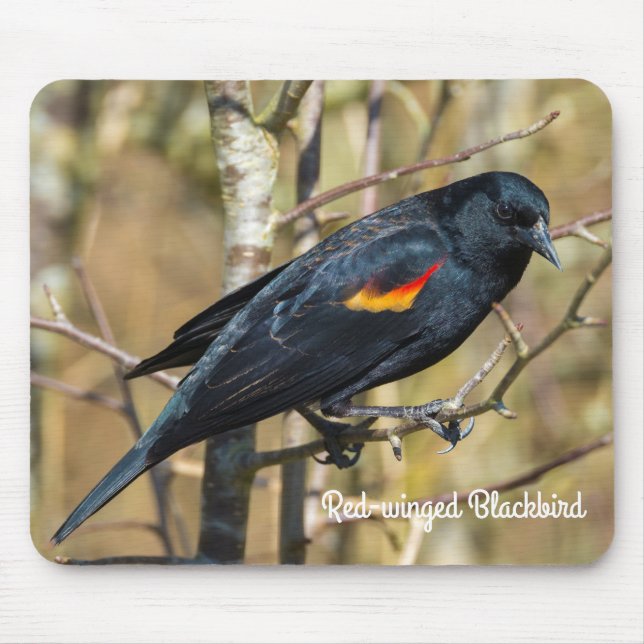 Tapis De Souris Oiseau noir à ailes rouges (Devant)