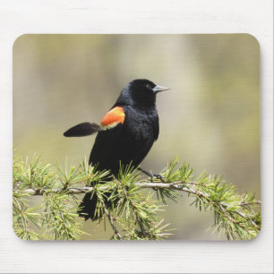 Tapis De Souris Oiseau-noir à ailes rouges -plume hors de place