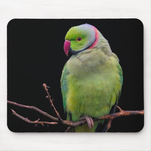 Tapis De Souris Oiseau, perroquet, perroquet (Devant)