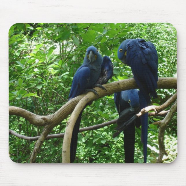 Tapis De Souris Oiseaux Mousepad d'ara (Devant)