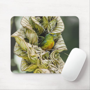 Tapis De Souris Olive Backed Euphonia, Wildlife Avian Photography