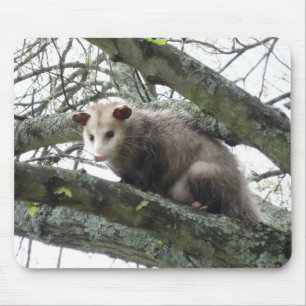 Tapis De Souris Opossum dans un arbre