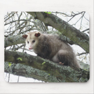 Tapis De Souris Opossum dans un arbre