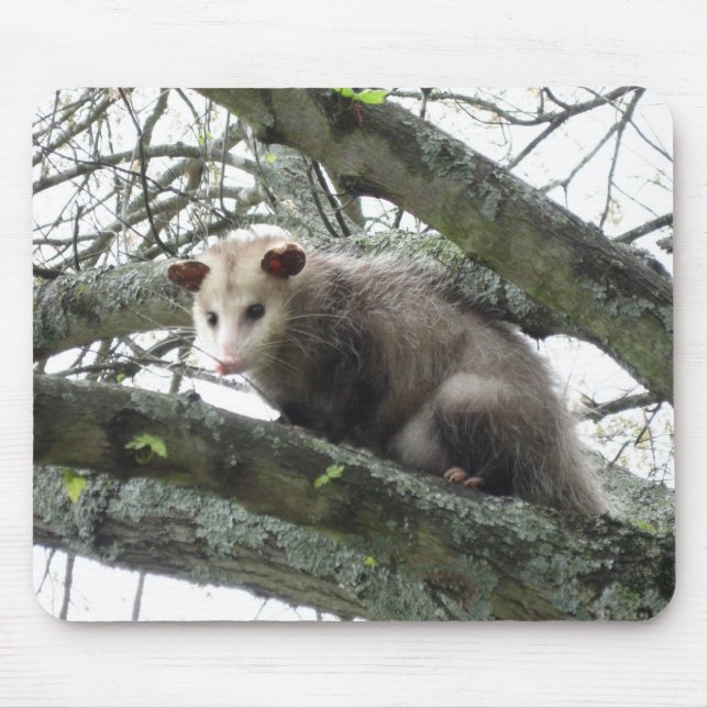 Tapis De Souris Opossum dans un arbre (Devant)