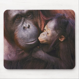 Tapis De Souris Orang-outan de Sumatra femelle avec bébé, Pongo