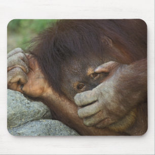 Tapis De Souris Orang-outan de Sumatra, Pongo pygmaeus