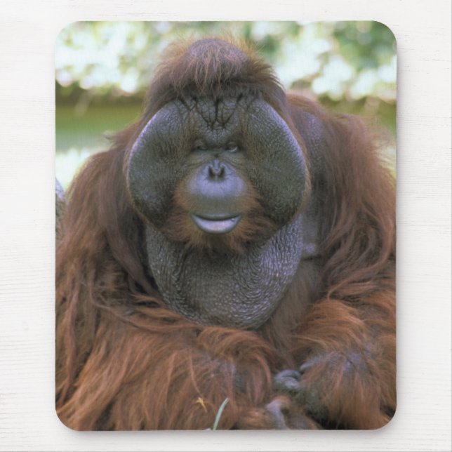 Tapis De Souris Orang-outan Pongo Pygmaeus (Devant)