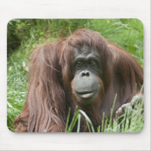 Tapis De Souris Orang Utan Lady