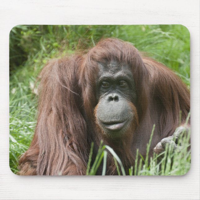 Tapis De Souris Orang Utan Lady (Devant)