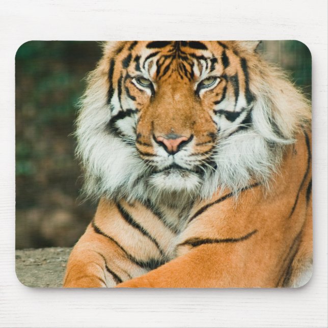 Tapis de souris orange de tigre (Devant)