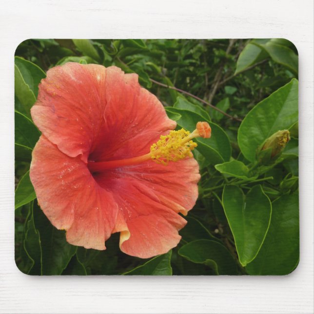 Tapis De Souris Orange Hibiscus Fleur Tropical Floral (Devant)