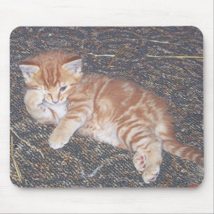 Tapis De Souris Orange Tabby Kitten