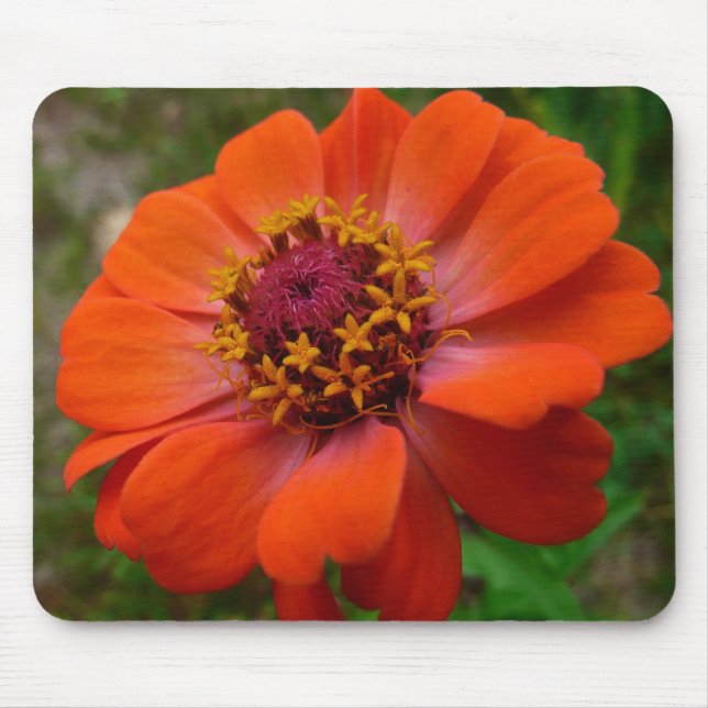 Tapis De Souris Orange Zinnia Fleur sauvage Nature Florale (Devant)