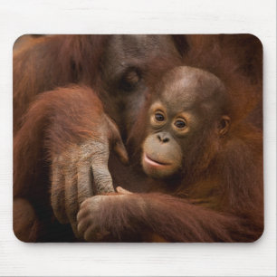 Tapis De Souris Orangutan mère et bébé au zoo