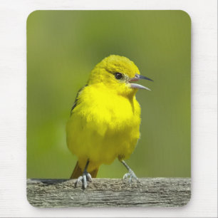 Tapis De Souris Orchard Oriole - Photo originale