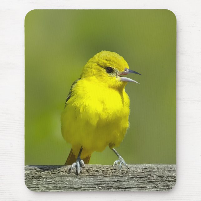 Tapis De Souris Orchard Oriole - Photo originale (Devant)