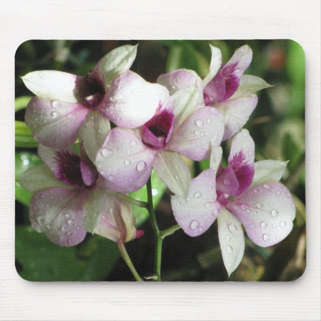 Tapis De Souris Orchideas mousepad (Devant)