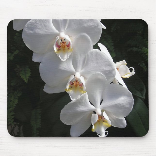 Tapis De Souris Orchidée blanche Mousepad (Devant)