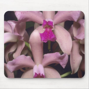 Tapis De Souris Orchidée (Cattleya amethystoglossa), est