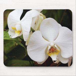 Tapis De Souris Orchidée Lune Blanche (Phalaenopsis Aphrodite)