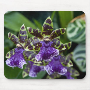 Tapis De Souris Orchidée Mousepad de Zygopetalum