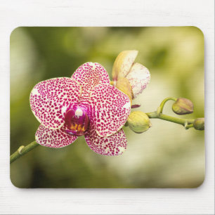 Tapis De Souris Orchidée tachetée rose