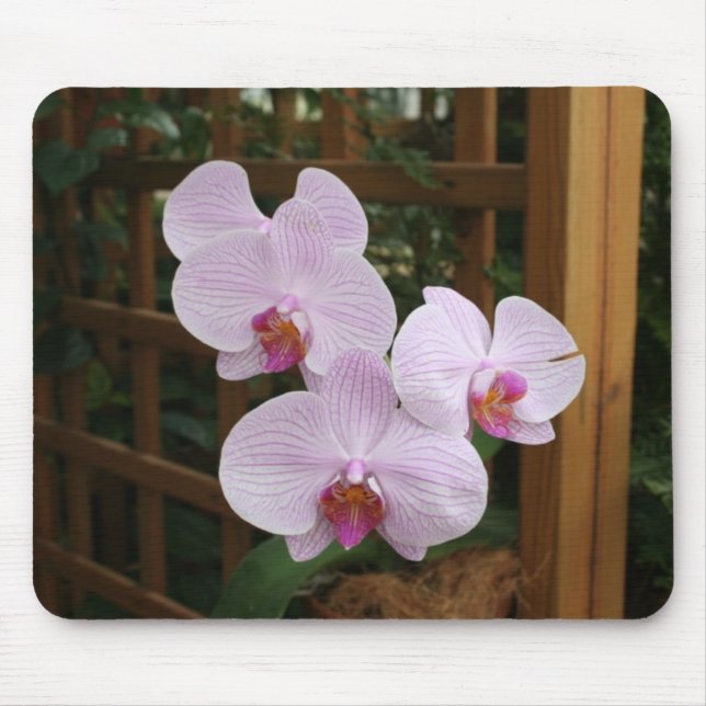 Tapis De Souris Orchidées de zen (Devant)
