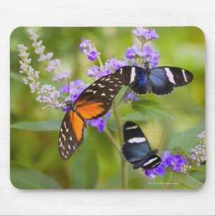 Tapis De Souris oregon, usa