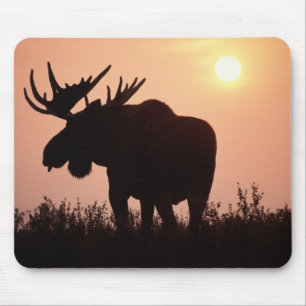 Tapis De Souris orignal, Alces alces, taureau avec de grands bois,