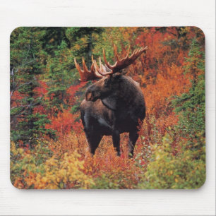 Tapis De Souris orignaux