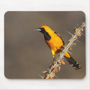 Tapis De Souris Oriole à capuchon sur une branche