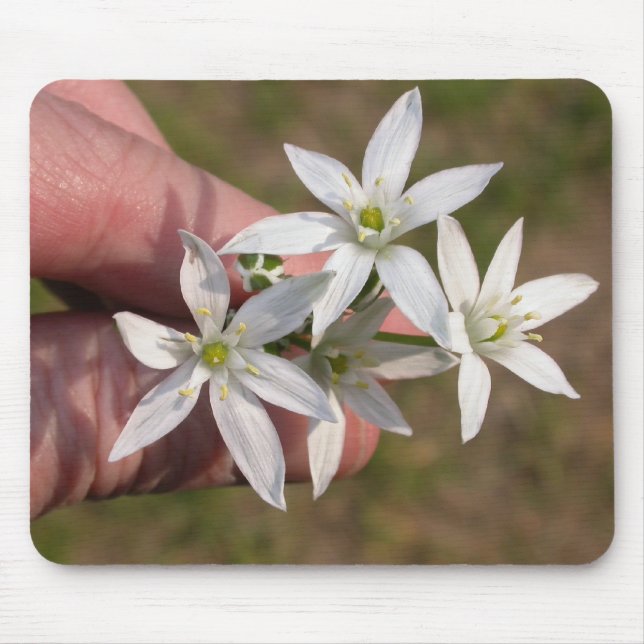 Tapis De Souris Ornithogalum umbellatum (Devant)