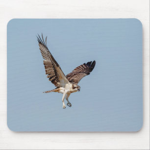 Tapis De Souris Osprey juvénile en vol