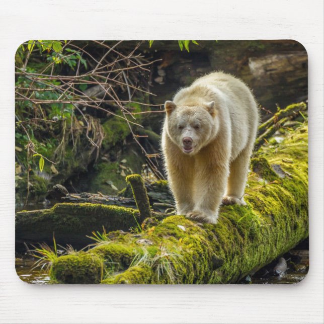 Tapis De Souris Ours blanc | Colombie-Britannique, Canada (Devant)