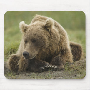 Tapis De Souris Ours brun, ou Ours grizzly côtier, Ursus