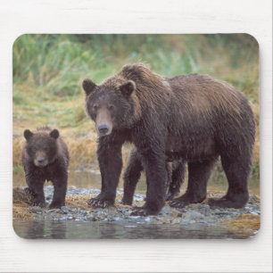 Tapis De Souris ours brun, Ursus arctos, grizzly, Ursus 3