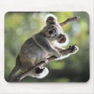 Tapis De Souris Ours de koala