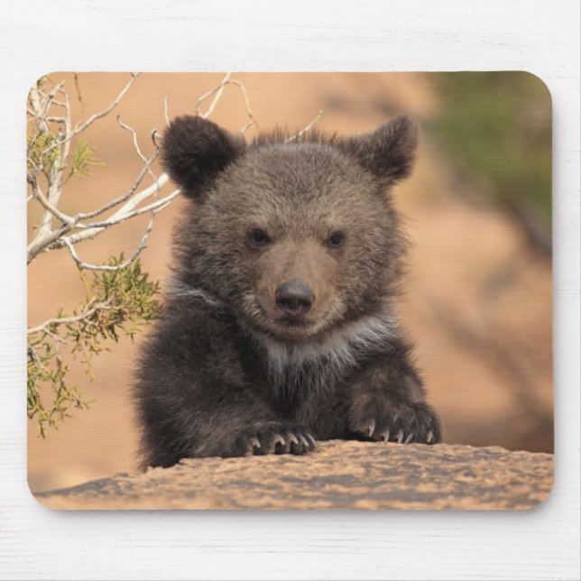 Tapis De Souris Ours gris CUB (Devant)